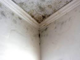 Trusted Huntington, VA Mold Remediation Experts